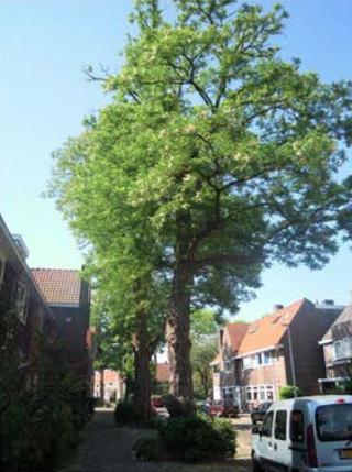 Acacia Boom Utrecht