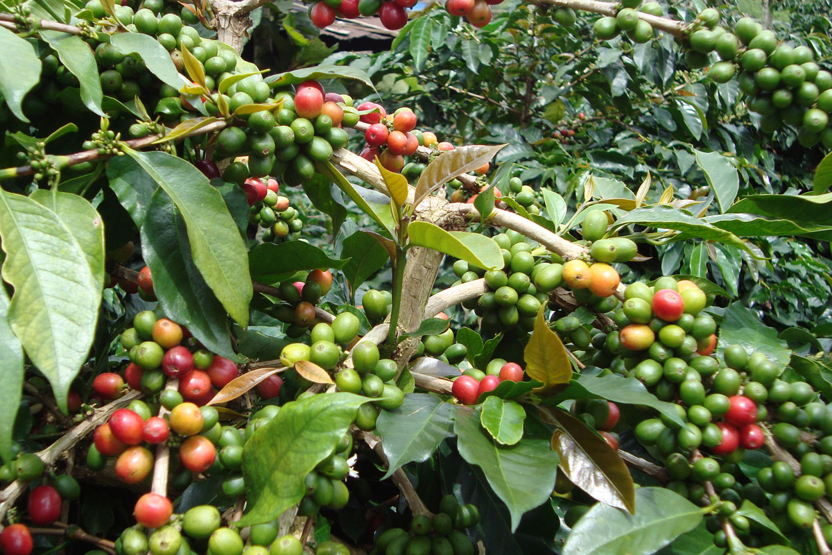 koffieplantage-indonesie